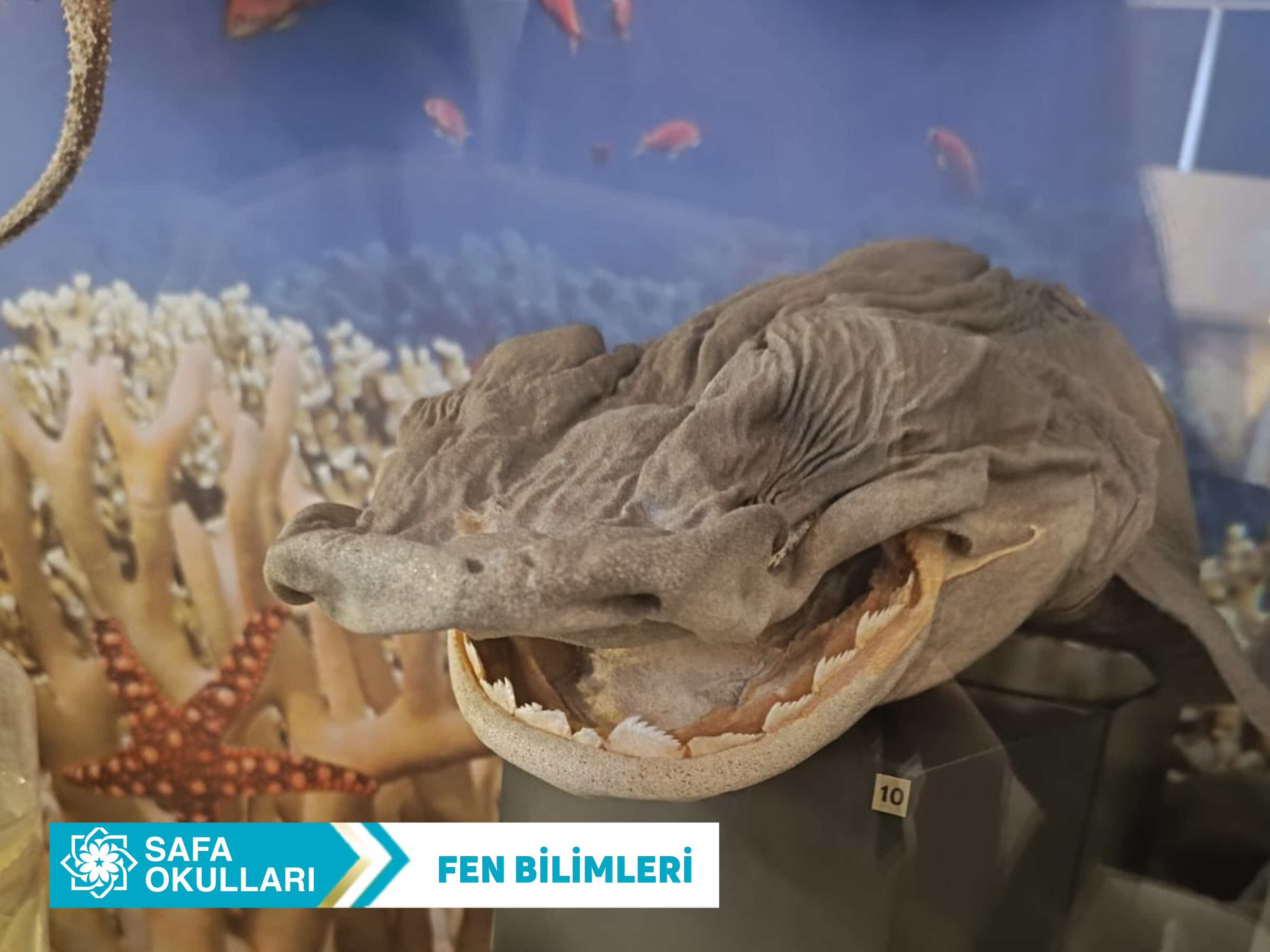 FEN BİLİMLERİ DERSİ