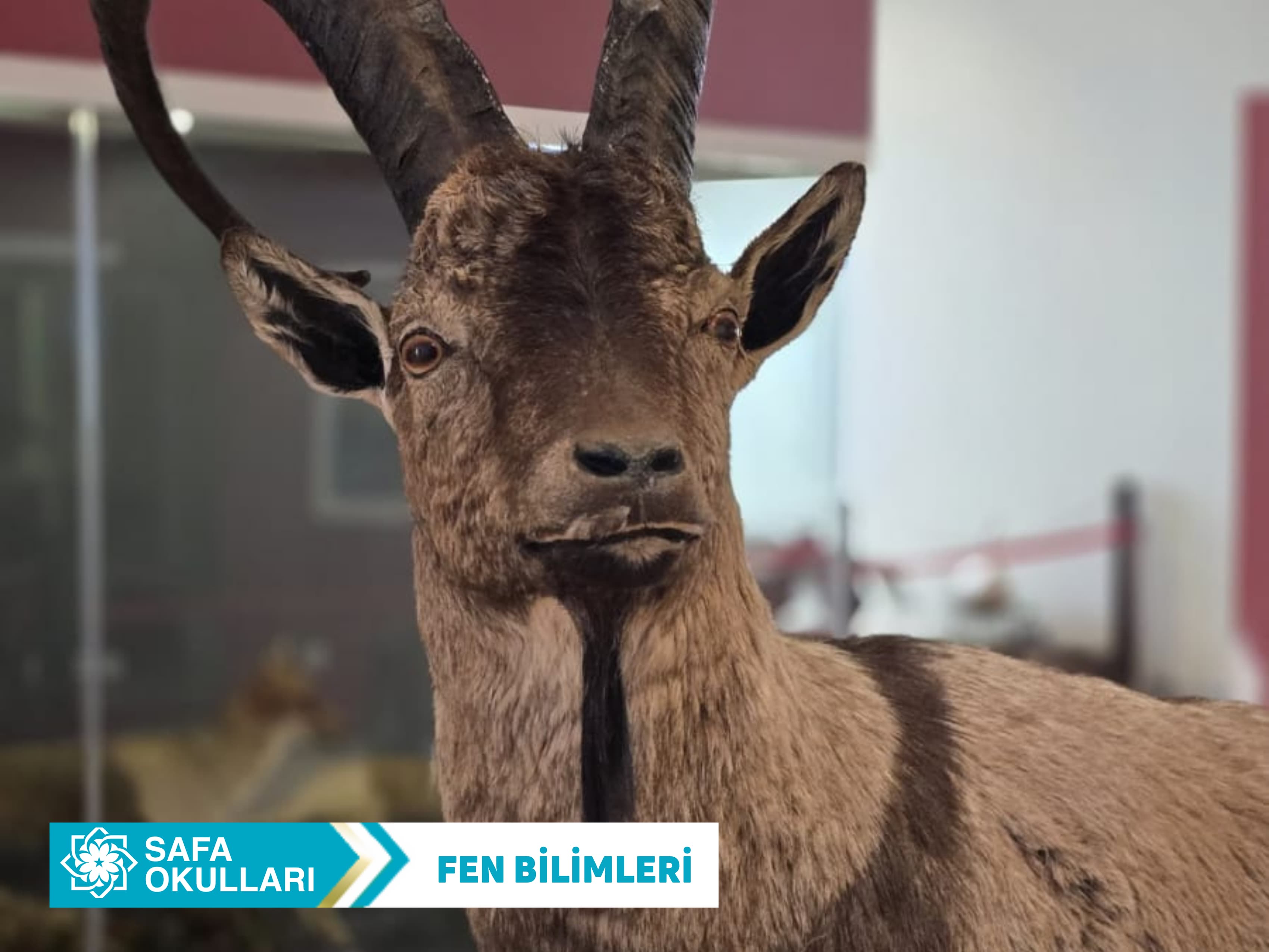 FEN BİLİMLERİ DERSİ