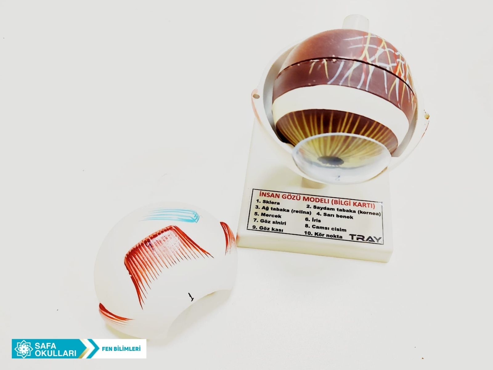 FEN BİLİMLERİ DERSİ