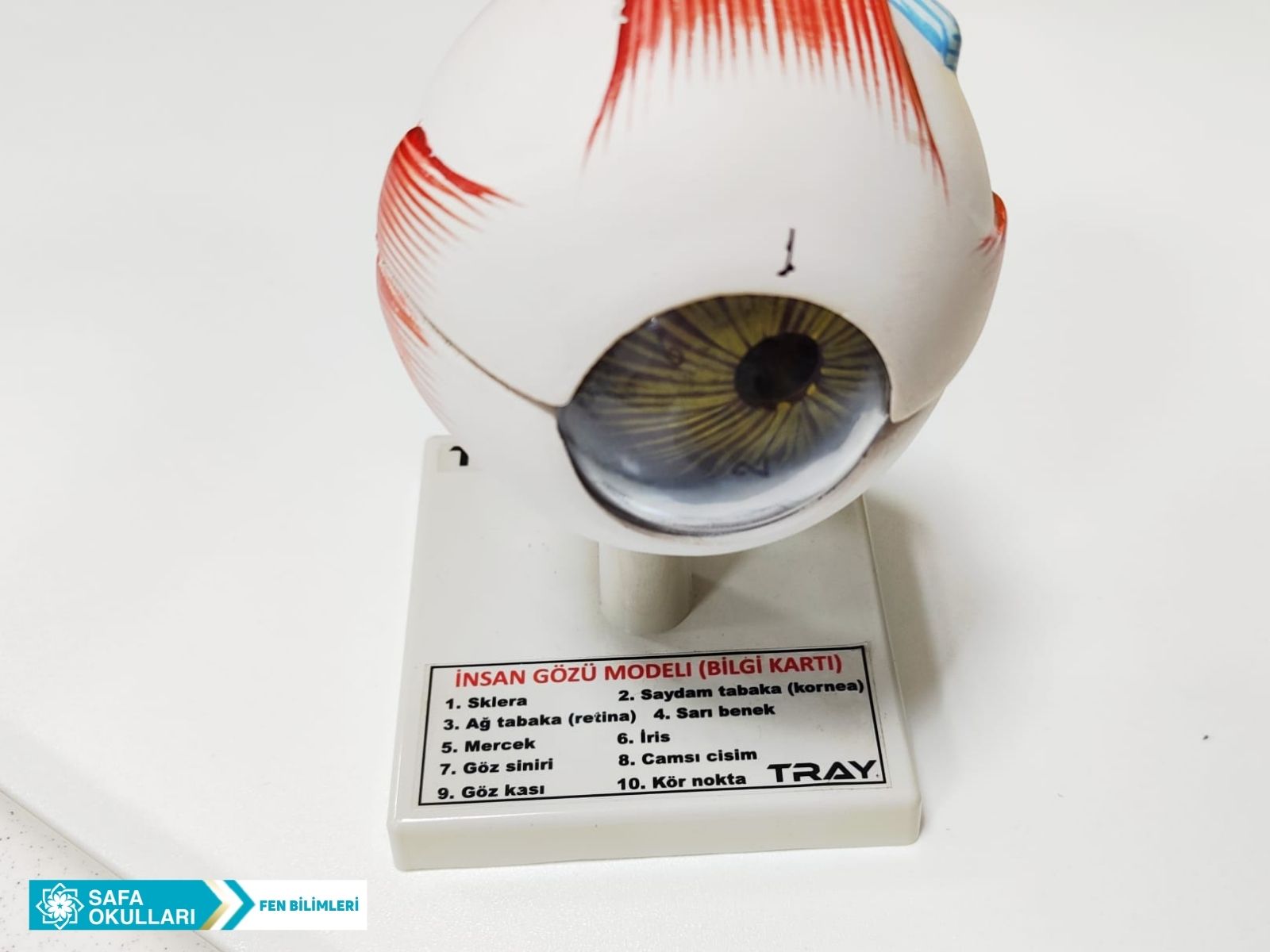 FEN BİLİMLERİ DERSİ